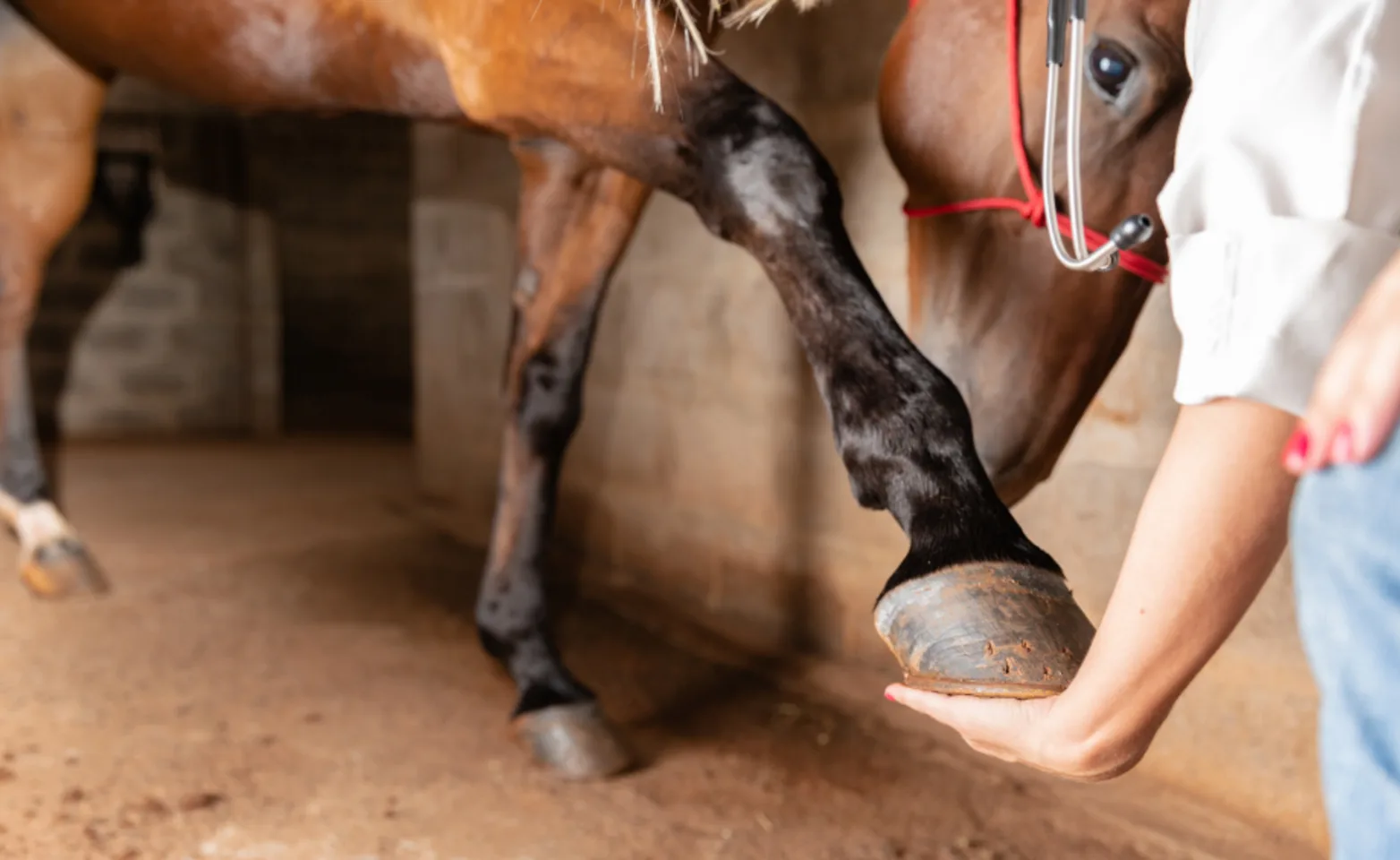 Person holding a horse's hoof